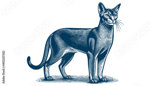 abyssinian cat vector