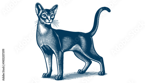 abyssinian cat vector