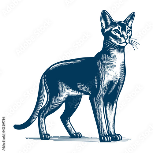 abyssinian cat vector