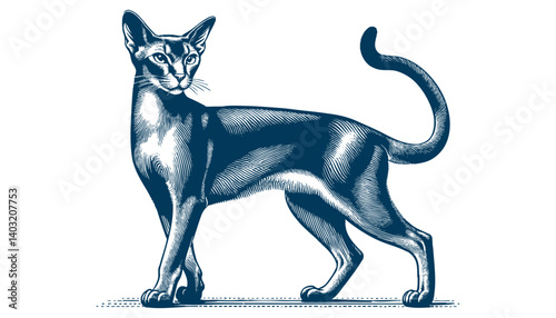 abyssinian cat vector