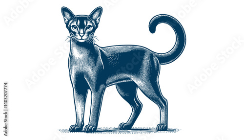 abyssinian cat vector