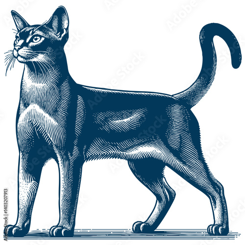 abyssinian cat vector
