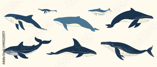 Illustration of whale species ocean mammals marine life aquatic animals
