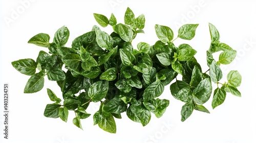 Close up of pilea depressa baby tears plant on white background perfect for home decor and plant lovers