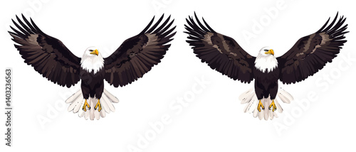 Two majestic bald eagles soaring with wings spread vector illustration