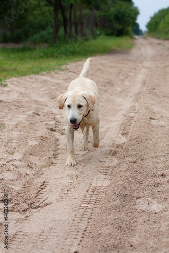 A young fawn Labrador with wet fur runs on the sand
