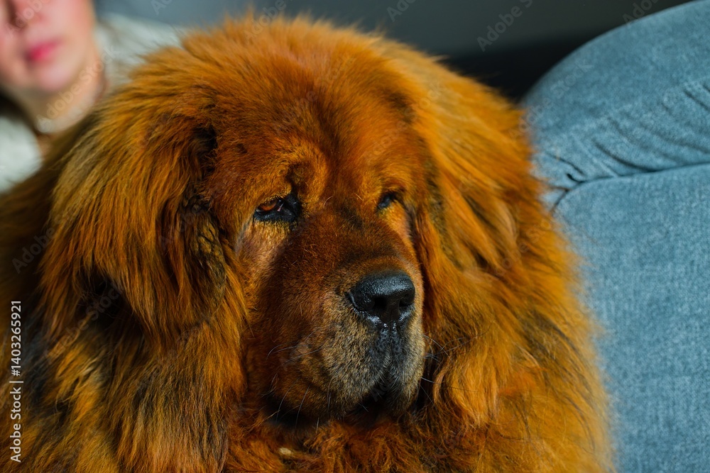 Fototapeta premium Elegant red Tibetan Mastiff sprawled on a gray couch, bathed in gentle window light.