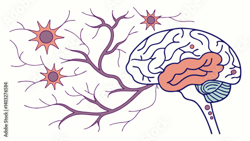 human brain anatomy