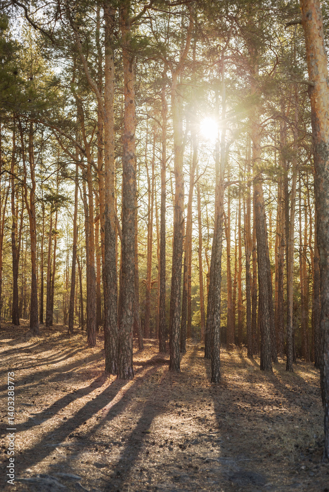 Fototapeta premium Morning sunlight in a pine forest. Rays of sun in a pine forest.