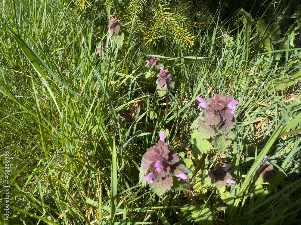 pink Lamium maculatum nettle in the grass