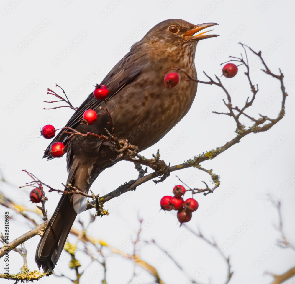Singende Amsel im Beerenstrauch