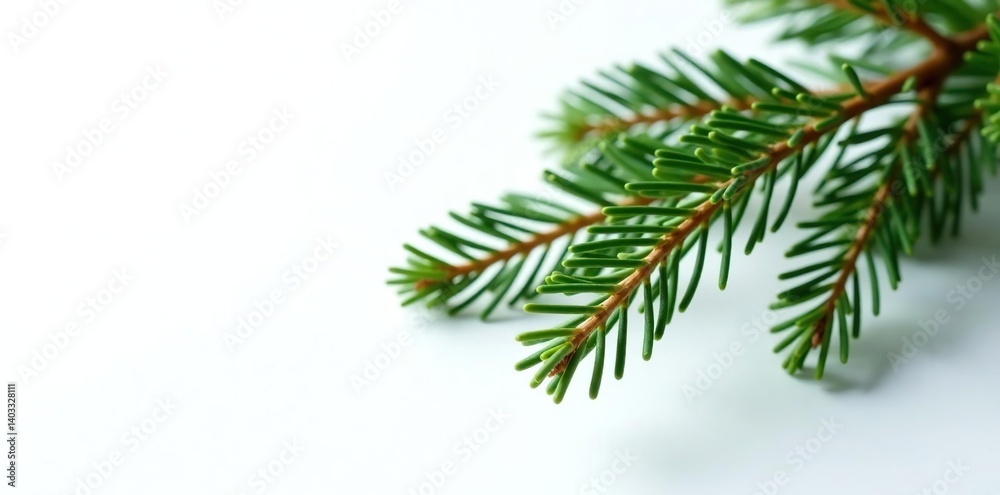 Single fir branch with needles on white background, evergreen tree, needle, evergreen Single fir branch with needles on white background, evergreen tree, needle, evergreen