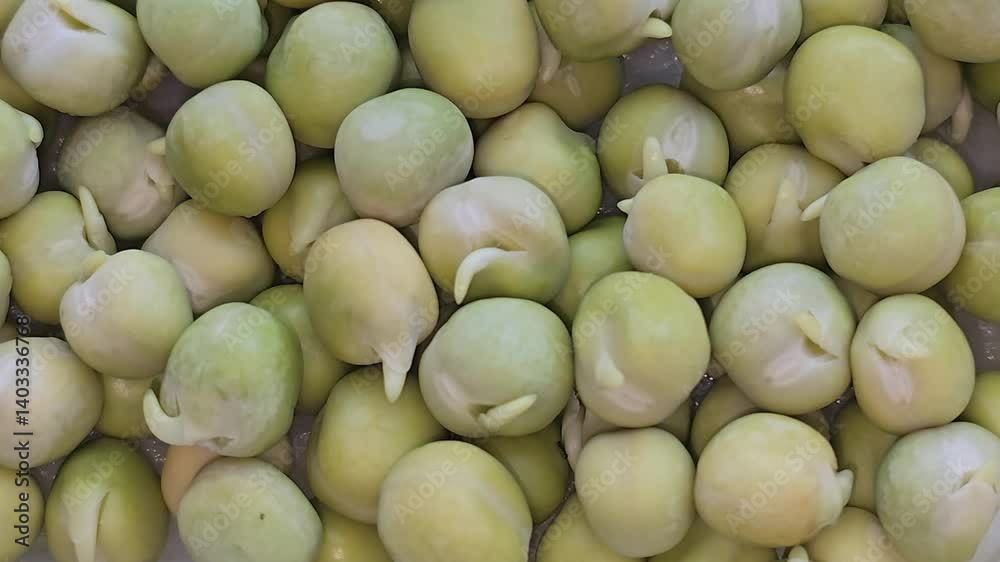 Microgreens. Growing Peas at Home. Three-Week Pea Sprouts. Step-by-Step Instructions. Vegan and Healthy Eating Concept.