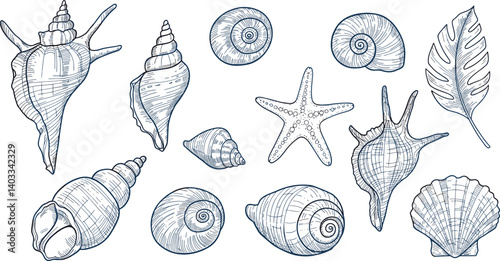 Set of hand drawn seashells drawing ink. Minimalist line art. Summer vacation design elements for trendy prints, label, menu cover.