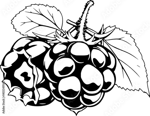 Black And White Illustration Of Two Ripe Cloudberries With Leaves