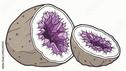vector illustration of a cabbage