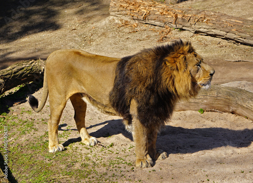 Asiatischer Löwe; Asiatic lion; Panthera leo persica;  im Zoologischen Garten Wilhelma Stuttgart