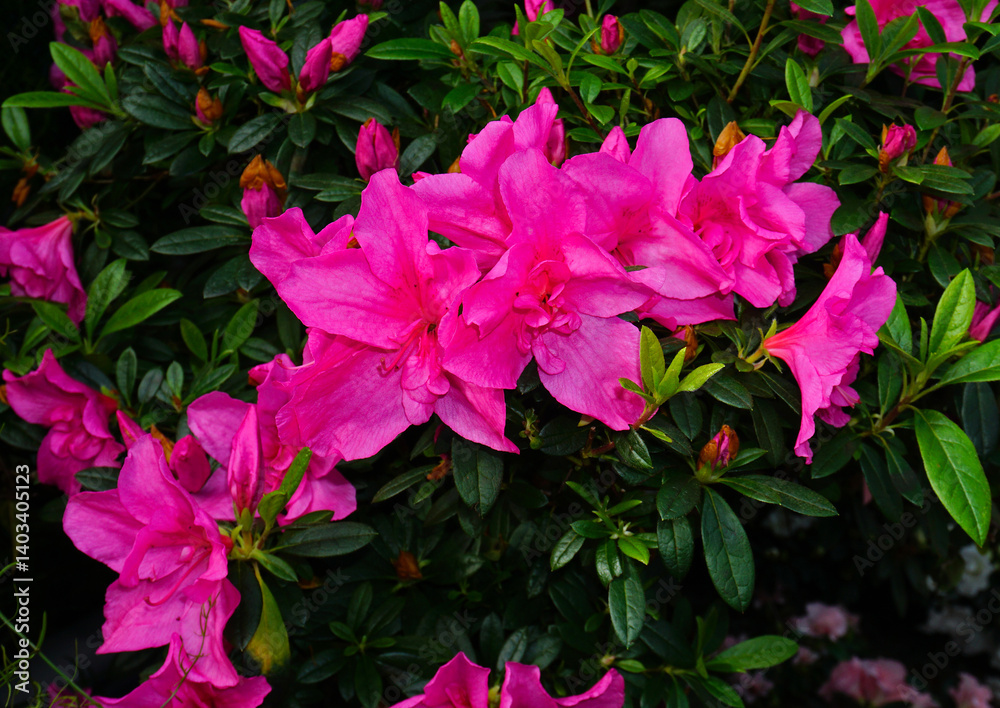 Indische Azalee; Rhododendron simsii Planch.; Azalea Indische Azalee; Rhododendron simsii Planch.; Azalea