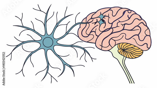 human brain anatomy