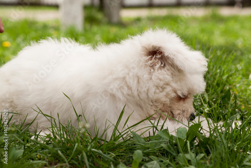white pomeranian puppy