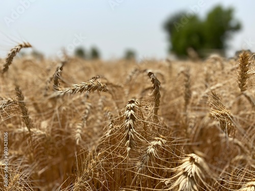 Golden Wheat Fields at Sunset – Rural Landscape in Pakistan