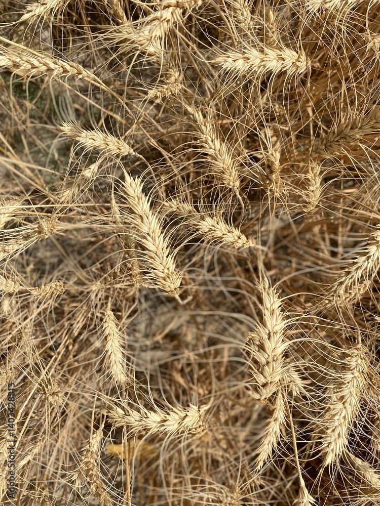 Golden Wheat Fields at Sunset – Rural Landscape in Pakistan Golden Wheat Fields at Sunset – Rural Landscape in Pakistan