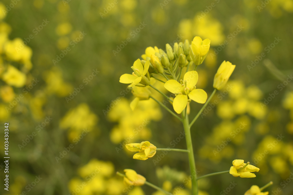Mustard flower field is full blooming, yellow mustard field landscape industry of agriculture, mustard flowers closeup photo, Oil seed crop cultivation in Pakistan, Full Blooming Yellow Mustard Flower Mustard flower field is full blooming, yellow mustard field landscape industry of agriculture, mustard flowers closeup photo, Oil seed crop cultivation in Pakistan, Full Blooming Yellow Mustard Flower
