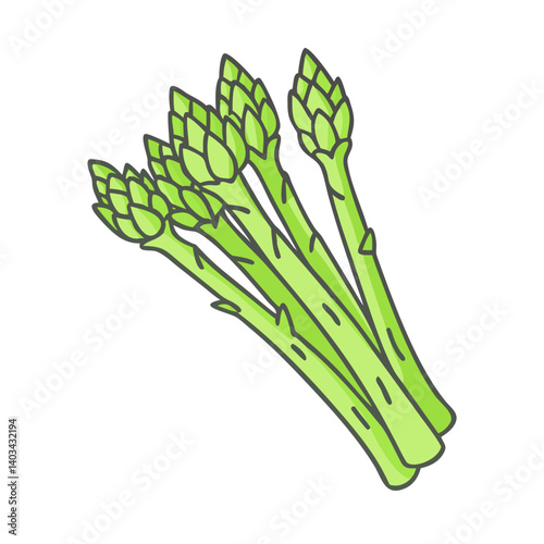 Fresh green asparagus spears vegetable illustration for healthy eating and cooking recipes