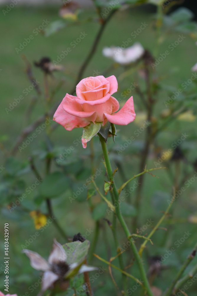 Beautiful pink rose flower closeup in garden, A very beautiful pink yellow rose flower bloomed on the rose tree, Rose flower closeup, bloom flowers, Natural spring flower floral background Beautiful pink rose flower closeup in garden, A very beautiful pink yellow rose flower bloomed on the rose tree, Rose flower closeup, bloom flowers, Natural spring flower floral background