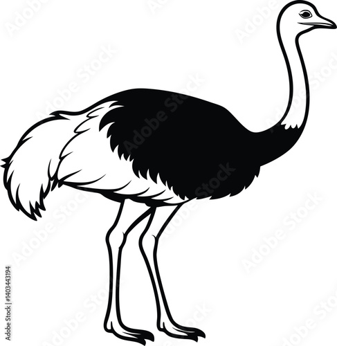 Ostrich Silhouette of Vector illustration African ostrich silhouette illustration vector Minimal ostrich bird vector silhouette Male of African ostrich