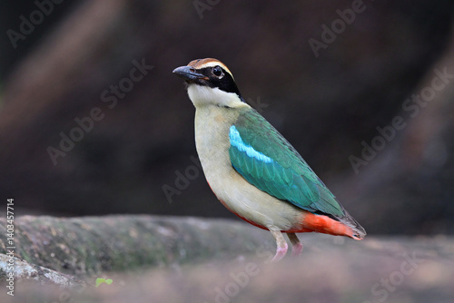 beautiful bird foraging in early morning near tree roots during its passage through central Thailand