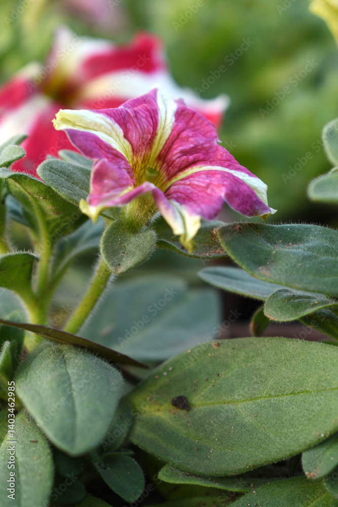 Red White petunias in the garden, Petunia, Close up of Red White Petunia flower in the garden, Petunia flower and blurred background, Background of Red White petunia flowers, spring flower Closeup. Red White petunias in the garden, Petunia, Close up of Red White Petunia flower in the garden, Petunia flower and blurred background, Background of Red White petunia flowers, spring flower Closeup.