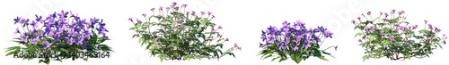Foto Set of Viola philippica and Geranium robertianum flowering frontal isolated png