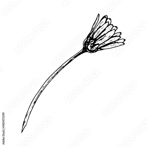 Black and white ink illustration of a closed flower bud on a long, slender stem. Hand drawn botanical sketch ideal for herbarium projects, floral compositions, scientific designs, and natural decor.