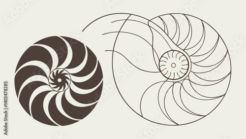 snail shell vector illustration