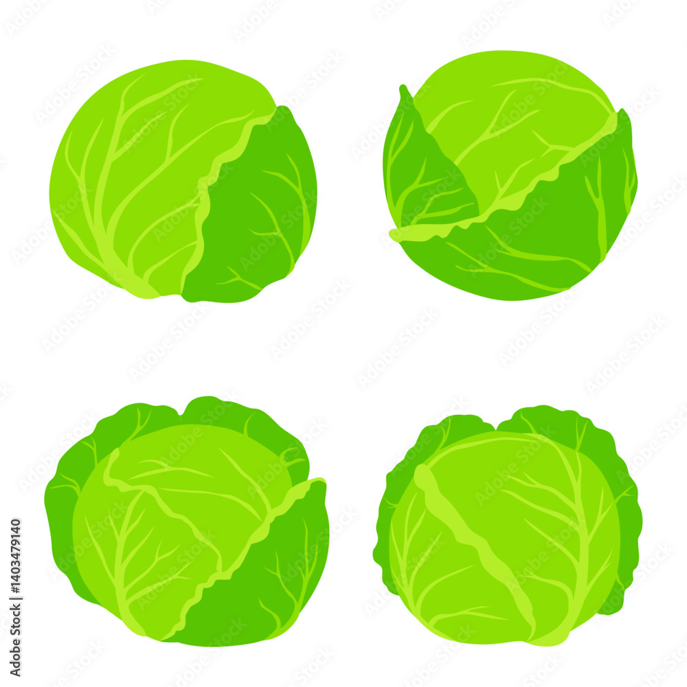 set cabbage illustration Vector isolated on background. set cabbage illustration Vector isolated on background.