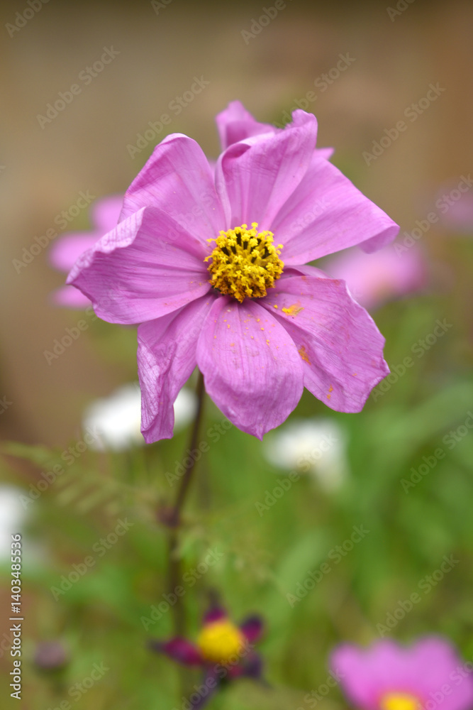 Pink Cosmos flower, Cosmos flowers, autumn season image, Beautiful Pink Cosmos flower in the garden. Pink flowers pictures. Cosmos Bipinnatus, commonly called the garden or Mexican aster Pink Cosmos flower, Cosmos flowers, autumn season image, Beautiful Pink Cosmos flower in the garden. Pink flowers pictures. Cosmos Bipinnatus, commonly called the garden or Mexican aster