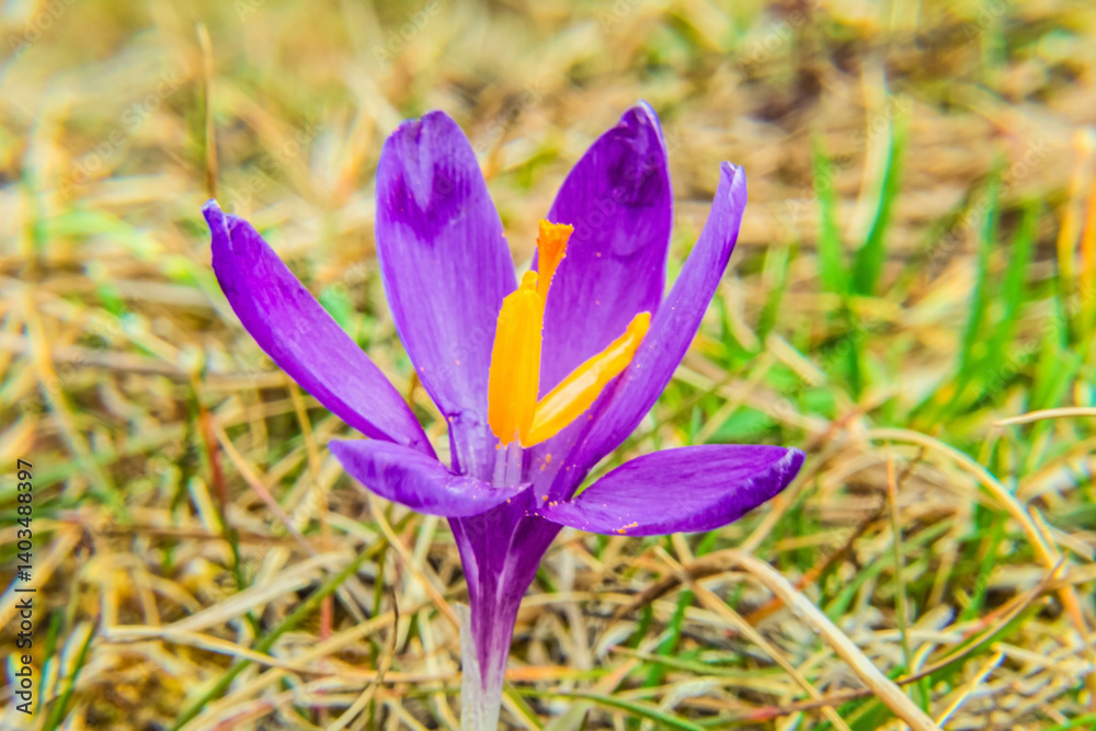 Macro photo, Animals, Nature, Еurope, Eastern Europe, Romania