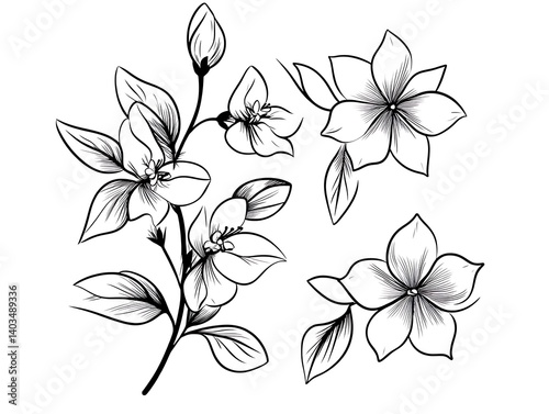 Jasmine flowers, bud, and leaves in black isolated on white background. Ornate floral elements for spring design and coloring book. Jasmine flower in contour or line art style 