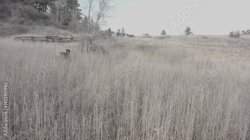 Wirehaired Pointing Griffon running in a Field