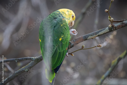 Wilde Gelbkopfamazone sitzt auf dem Ast einer Platane und frisst eine Erdnuss