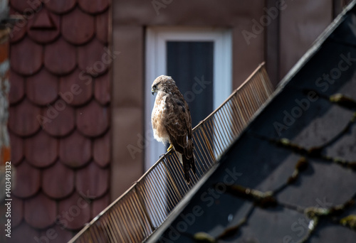 Mäusebussard sitzt auf dem Schneegitter eines Hausdachs