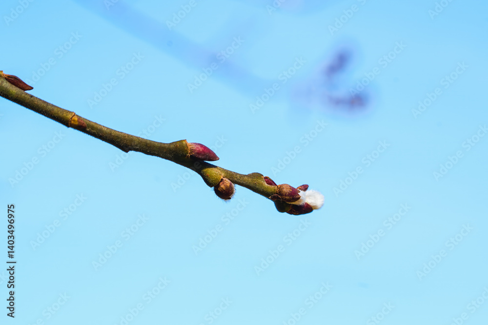 Nature awakening with budding twigs