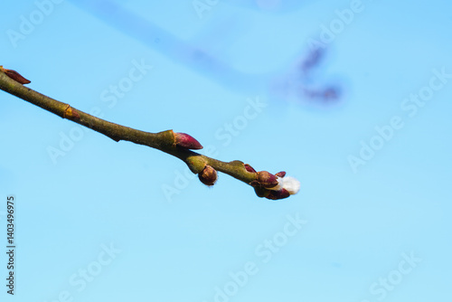 Obraz na płótnie Nature awakening with budding twigs w salonie