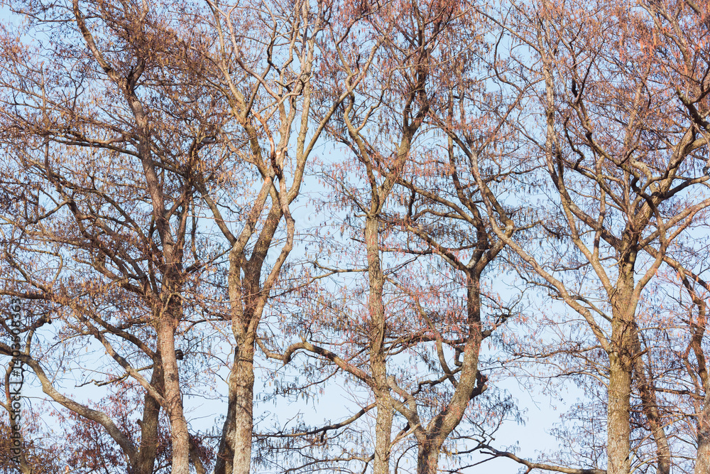 Trees on sky background. Trees on sky background.