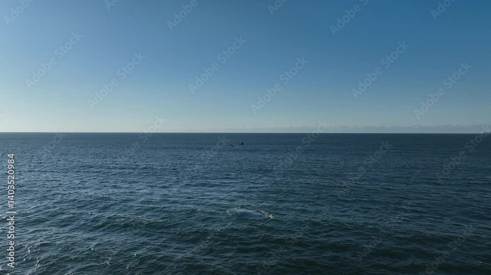Baleia Franca, a Brazilian whale with her call in Florianopolis, Brazil. Right whales swimming near the coast of Florianopolis with their calves. Baleia Franca, a Brazilian whale with her call in Florianopolis, Brazil. Right whales swimming near the coast of Florianopolis with their calves.