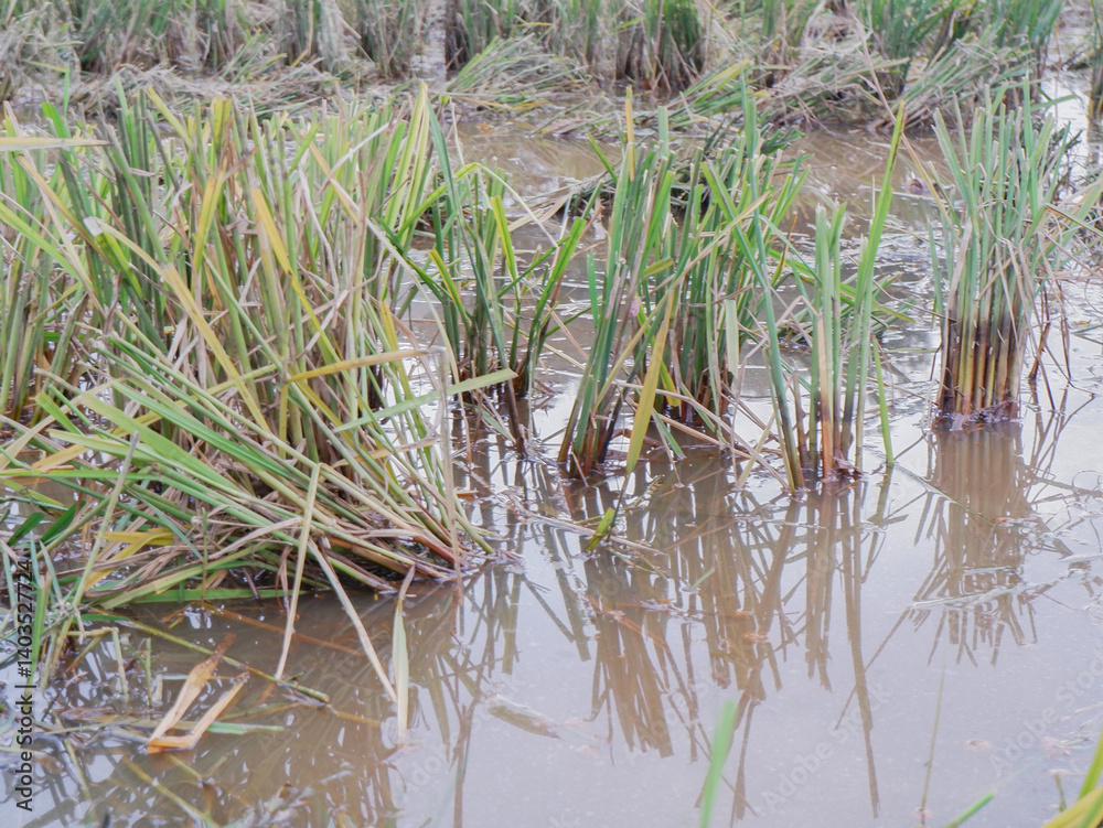 rice straw. the remains of the rice harvest in the fields rice straw. the remains of the rice harvest in the fields