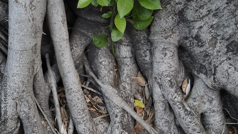 Fototapeta premium THE ROOT OF A CREEPING TREE FOUND ON THE SIDEWALK