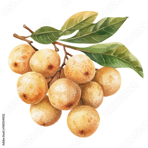 Longan Fruits In A Cluster, watercolor vector, isolated on a white background.