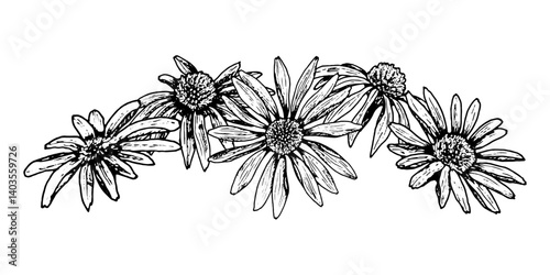 Black and white ink drawing of a floral garland with blooming daisy-like flowers. May depict echinacea, calendula, chamomile or rudbeckia. Ideal for cards, headers, packaging and nature design.